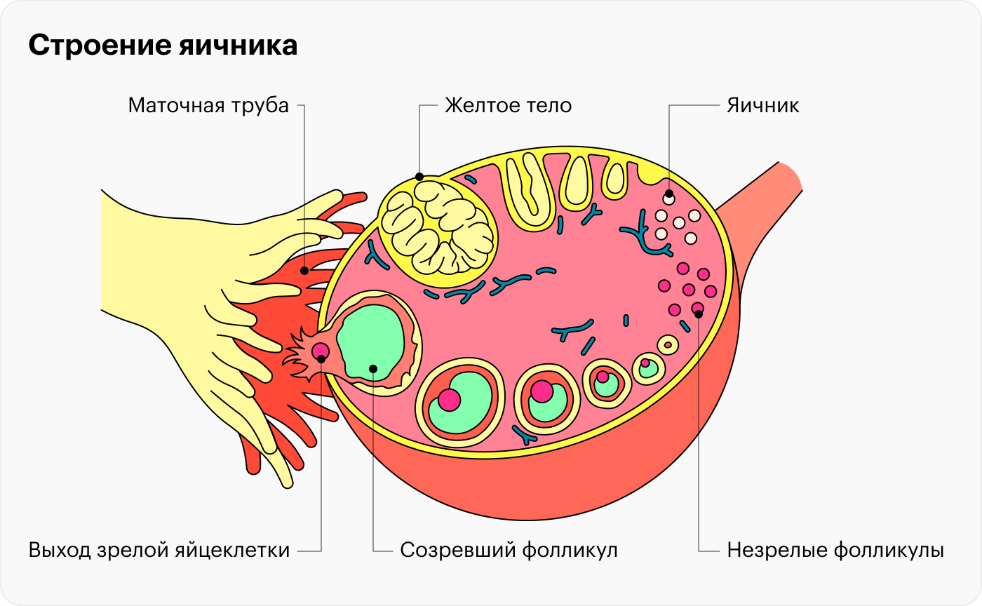 После выхода яйцеклетки из яичника фолликул превращается в желтое тело, которое выделяет прогестерон и готовит организм к беременности