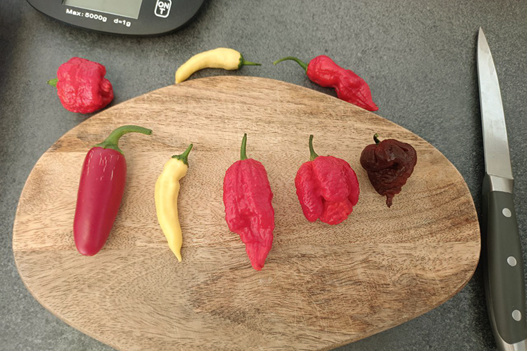 Слева направо: халапеньо, Bhut Jolokia White, Naga Jolokia, Dragon’s Breath Original, Carolina Reaper Chocolate