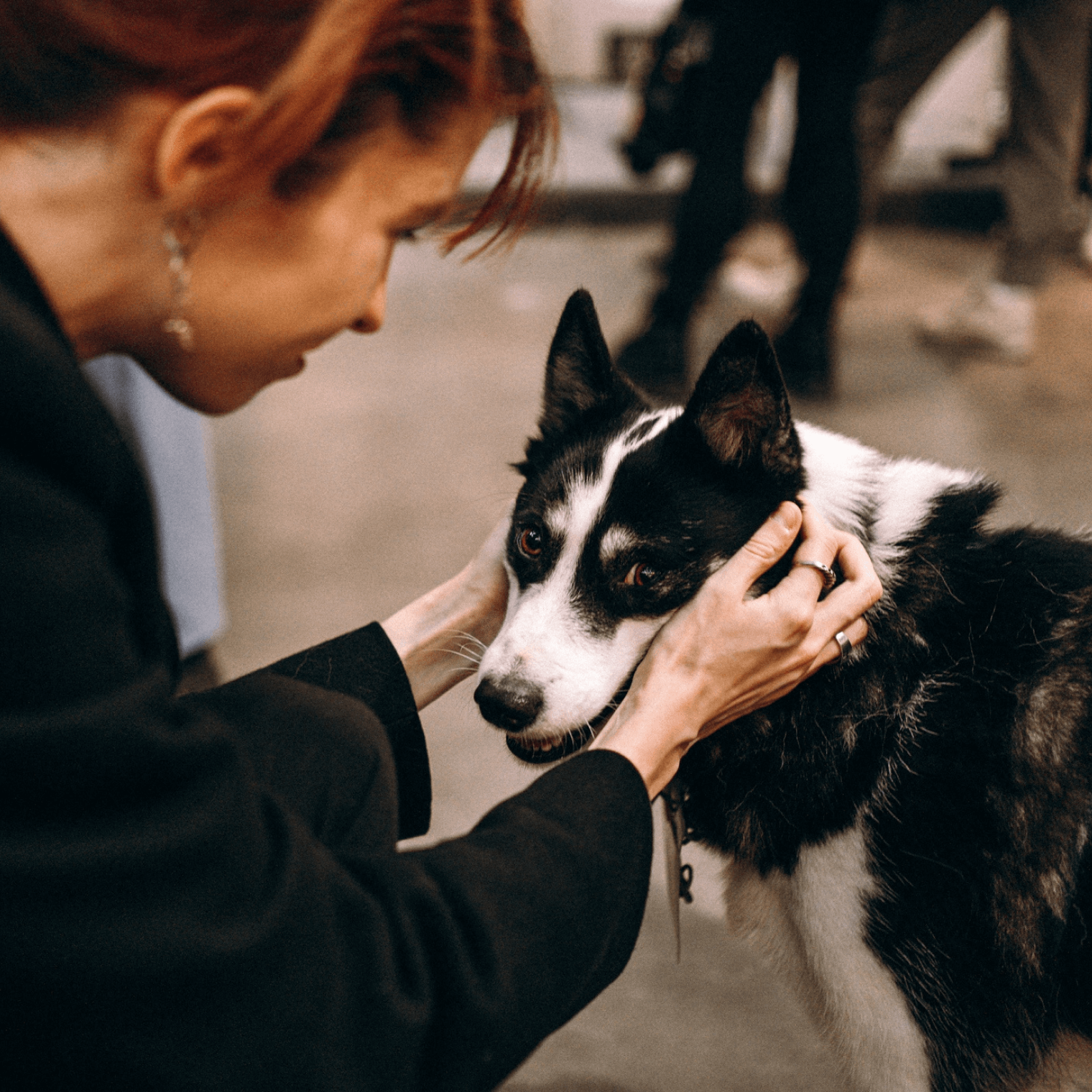 выставка — пристройство WOOF