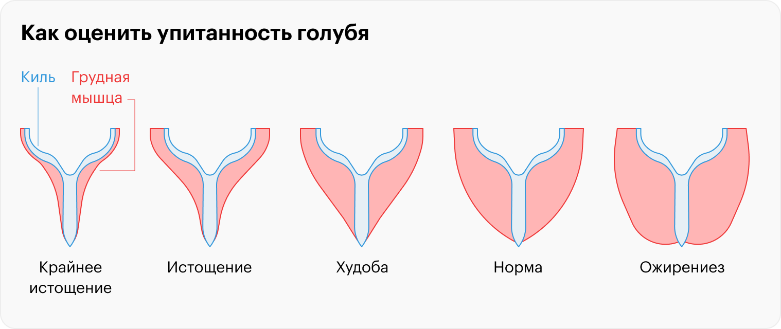 Оценить упитанность голубя можно, ощупав его грудную мышцу и киль