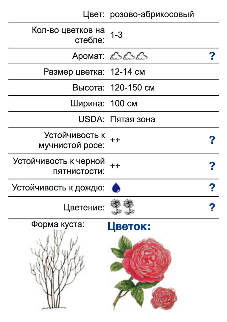 Сорт «абрахам дерби». Роза красивая, но совсем не держит дождь, часто болеет грибковыми заболеваниями — черной пятнистостью и мучнистой росой. Знакомые розоводы из соседней Кировской области говорили, что куст разваливается. Такую розу я себе не закажу. Источник: rosebook.ru