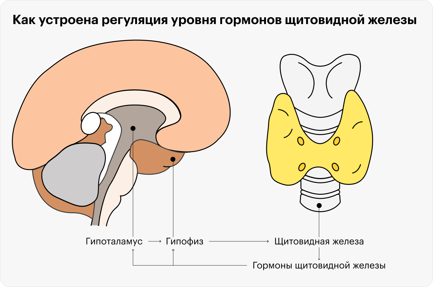 Гипоталамус и гипофиз вырабатывают гормоны, регулирующие работу щитовидной железы. При этом уровень гормонов щитовидной железы в крови также влияет на работу гипофиза и гипоталамуса: в норме, если он высокий, гипоталамус и гипофиз уменьшают выработку своих гормонов и наоборот