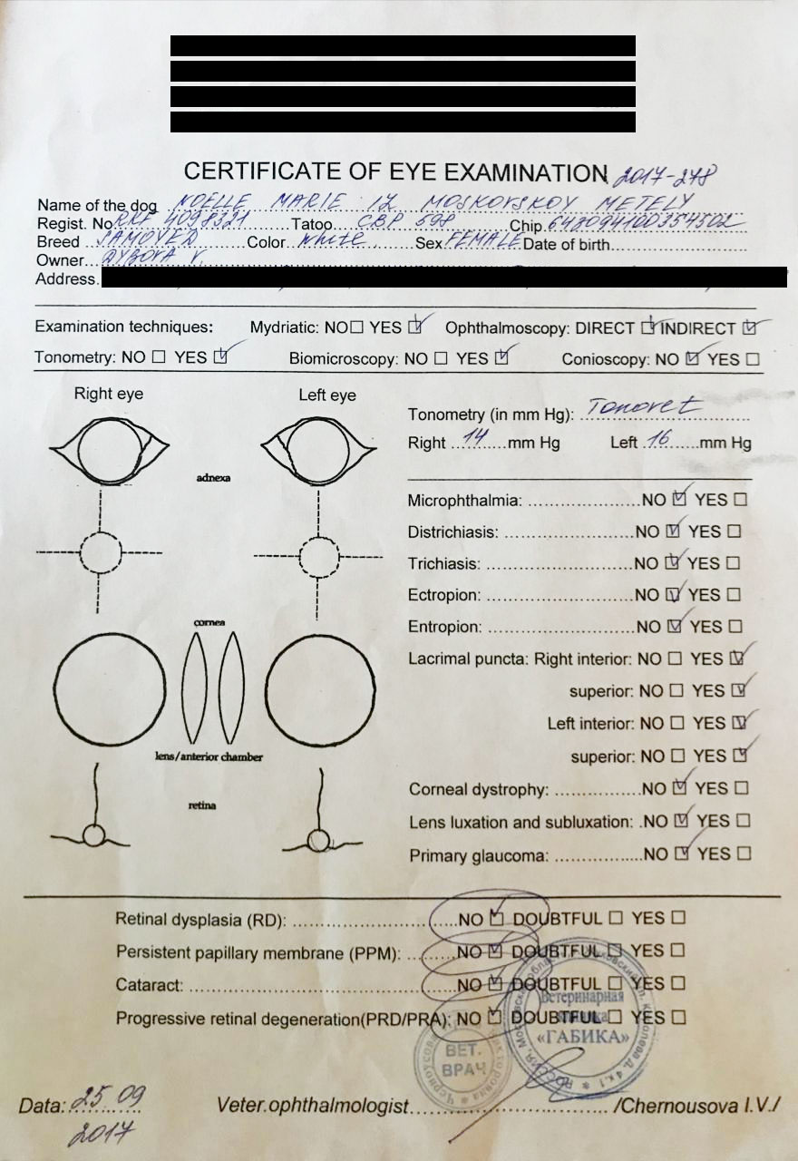 Подтверждение результатов теста на дисплазию из РКФ и международный офтальмологический сертификат. Все серьезно