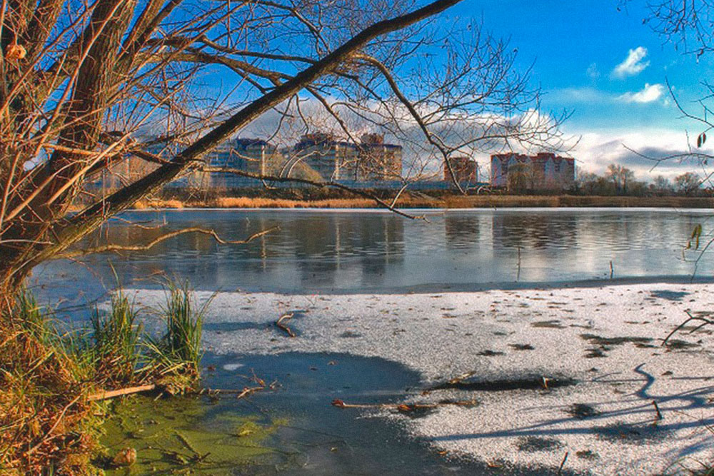 Точно такими же водорослями затянет Волгу в середине лета