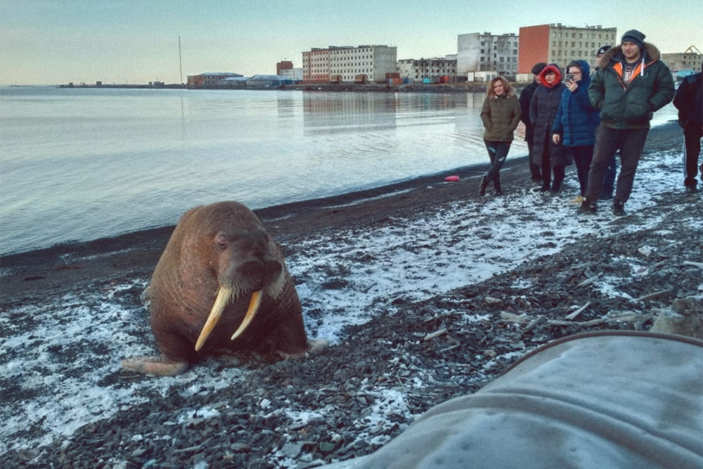 На берег Чаунского залива летом выбираются моржи. Моржи занесены в Красную книгу. Охота на них запрещена