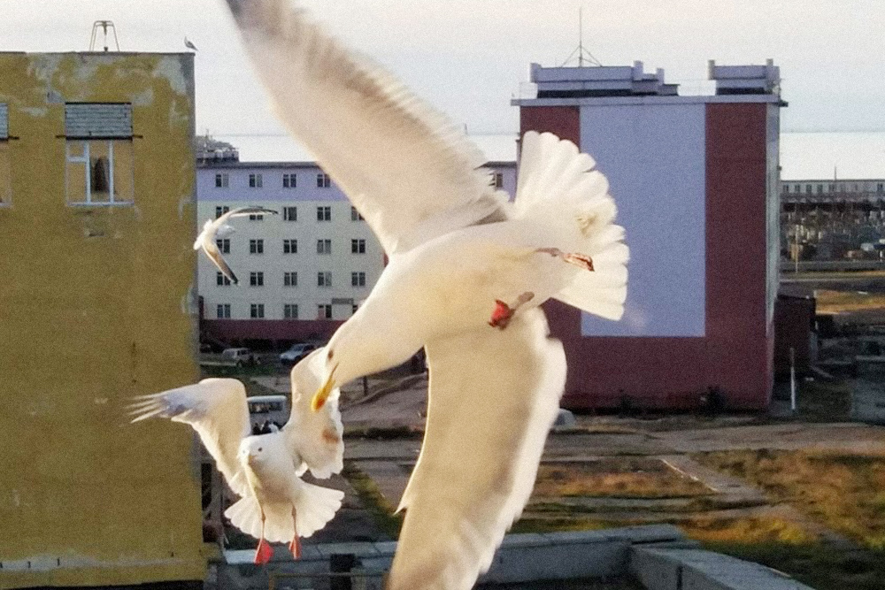 Орнитологи скажут, что это чайки, но в Певеке их зовут бакланами