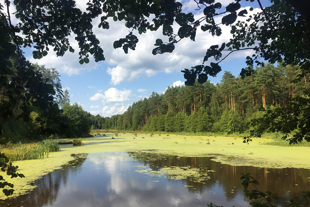 Водоемы в Полесье чуть ли не на каждом шагу