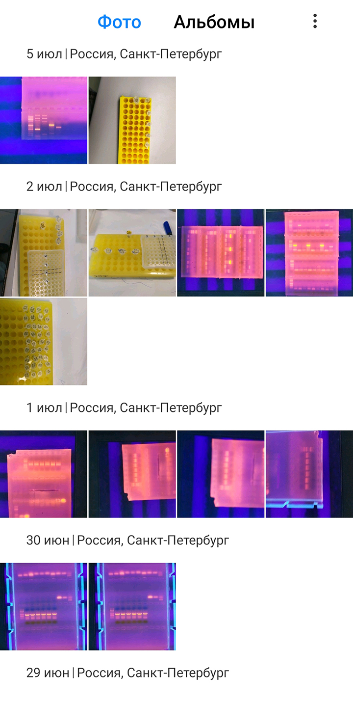 Это скриншот из галереи фотографий на моем телефоне — зачастую в течение многих дней там может не появляться нормальных снимков, только картинки по работе. Здесь фиолетово-рыжие штуки — это фото гелей из агарозы, в которых с помощью электрофореза разогнаны кусочки ДНК. Эти кусочки связаны с красителем, который светится рыжим светом при облучении геля ультрафиолетом, что позволяет визуализировать их. Иногда мне бывает лень записать в журнал порядок проб, которые я наношу на электрофорез, тогда я просто фотографирую штатив с подписанными пробирками, в которых были пробы. Желтые штуки на фотографии — это как раз они