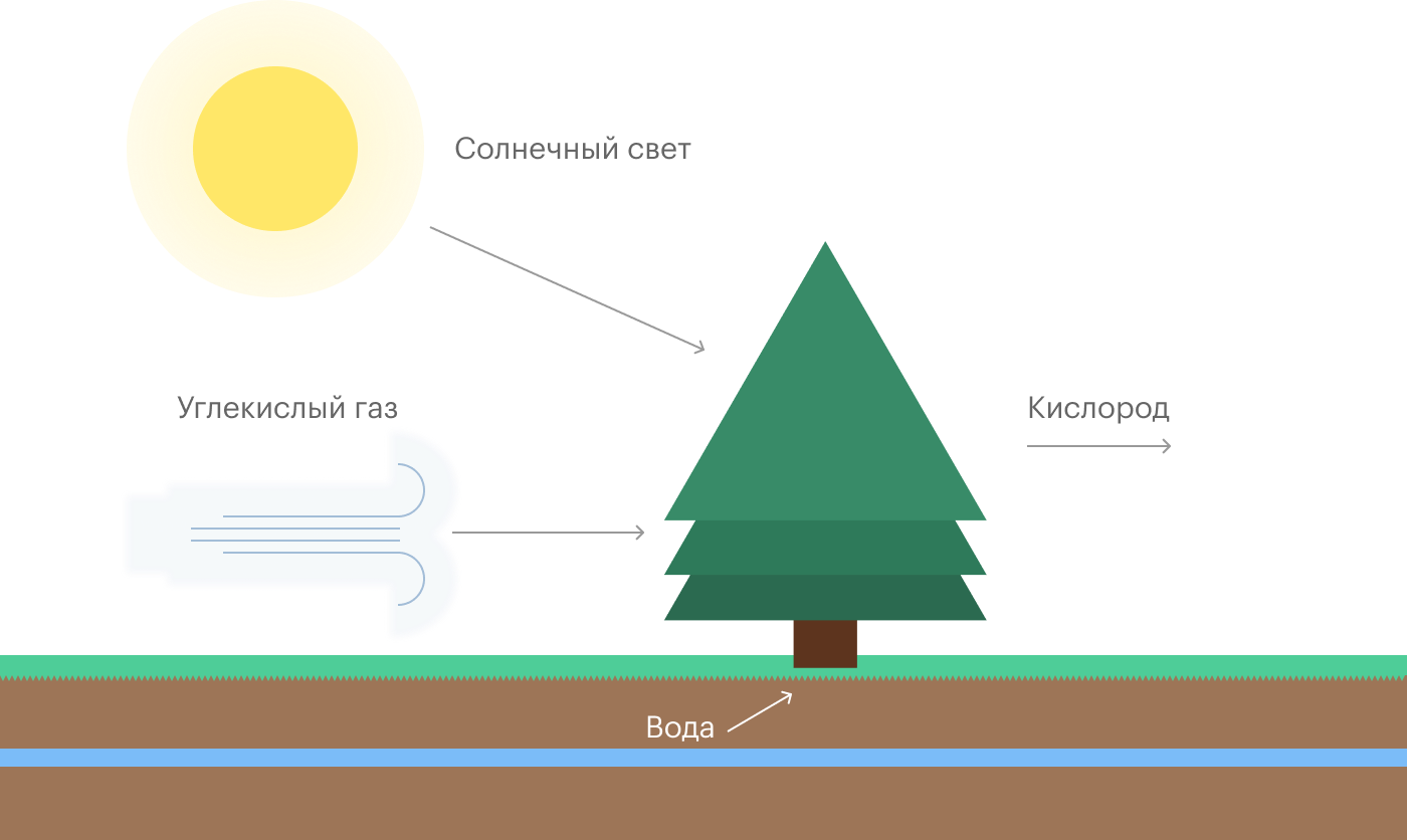 Растения создают сахара из углекислого газа и воды, а от лишнего кислорода избавляются, выбрасывая его в атмосферу. Источник: UCL