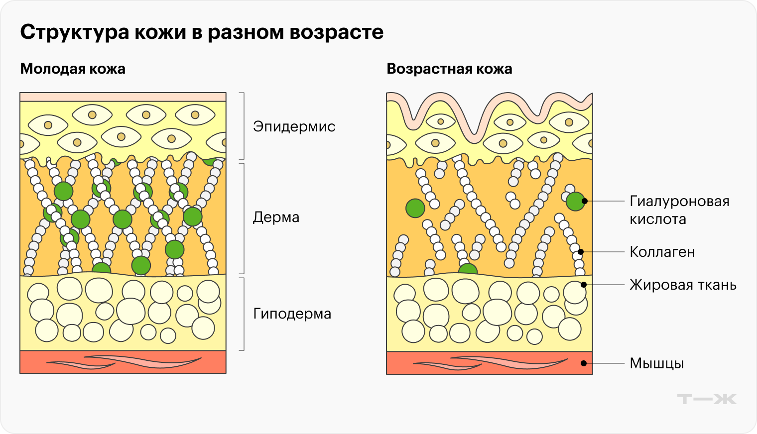 С возрастом волокна коллагена теряют свои структурные свойства