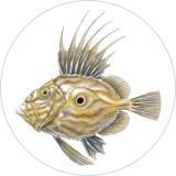 John Dory 