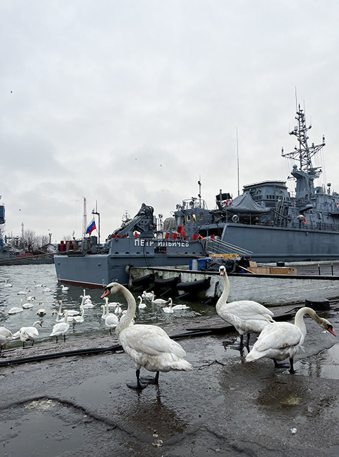 Лебеди и корабли военно-морского флота в порту