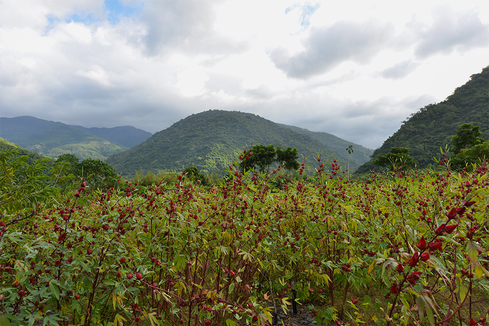 Плантация Hibiscus sabdariffa в Таиланде. Источник: naluwan / Shutterstock