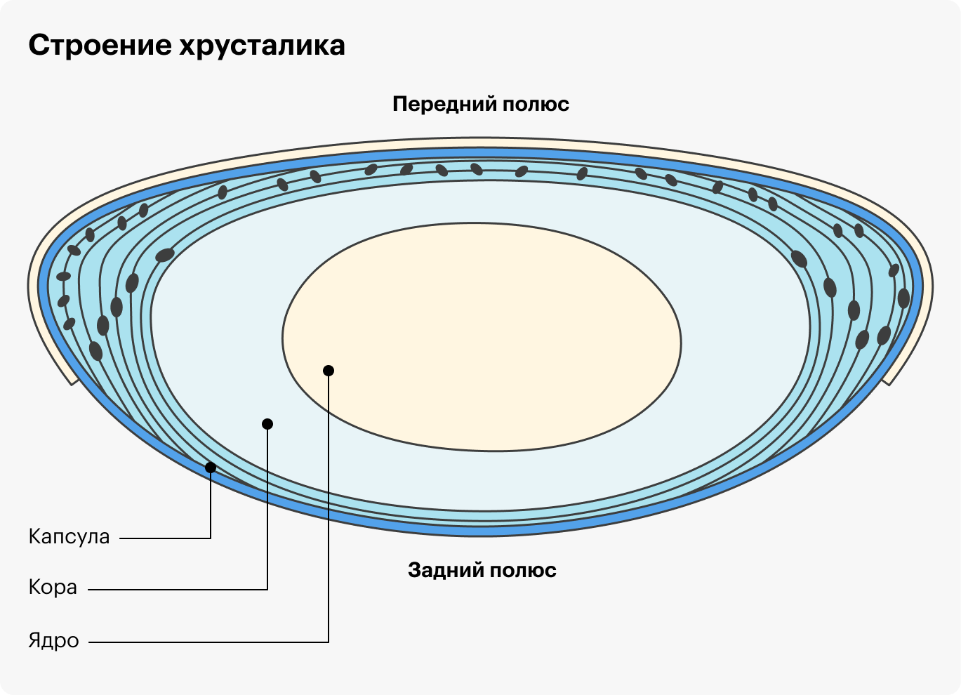 Строение хрусталика. Ядро в центре, кора вокруг ядра, капсула окружает все ткани