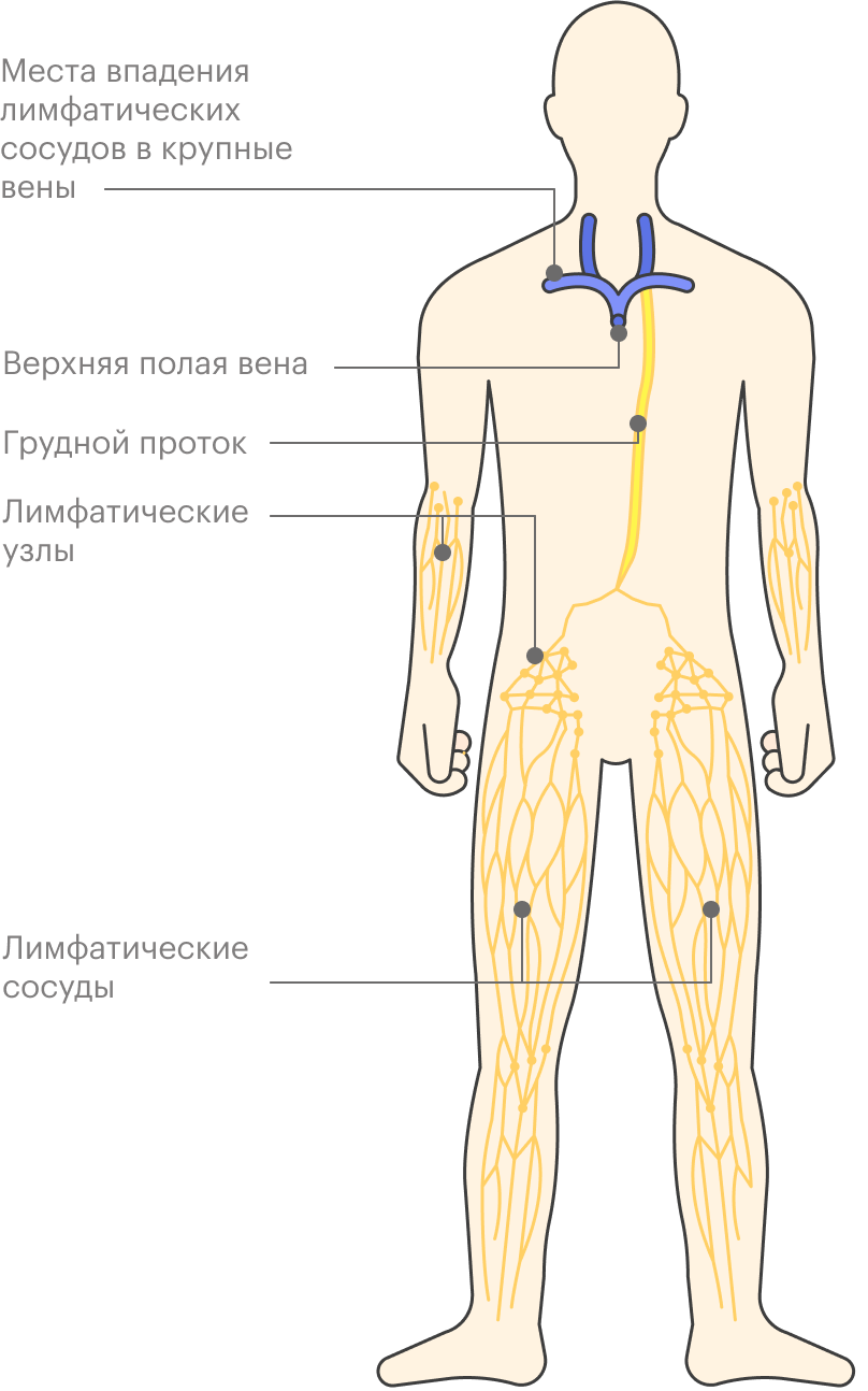 Грудной проток собирает лимфу от большей части тела и возвращает ее в вены