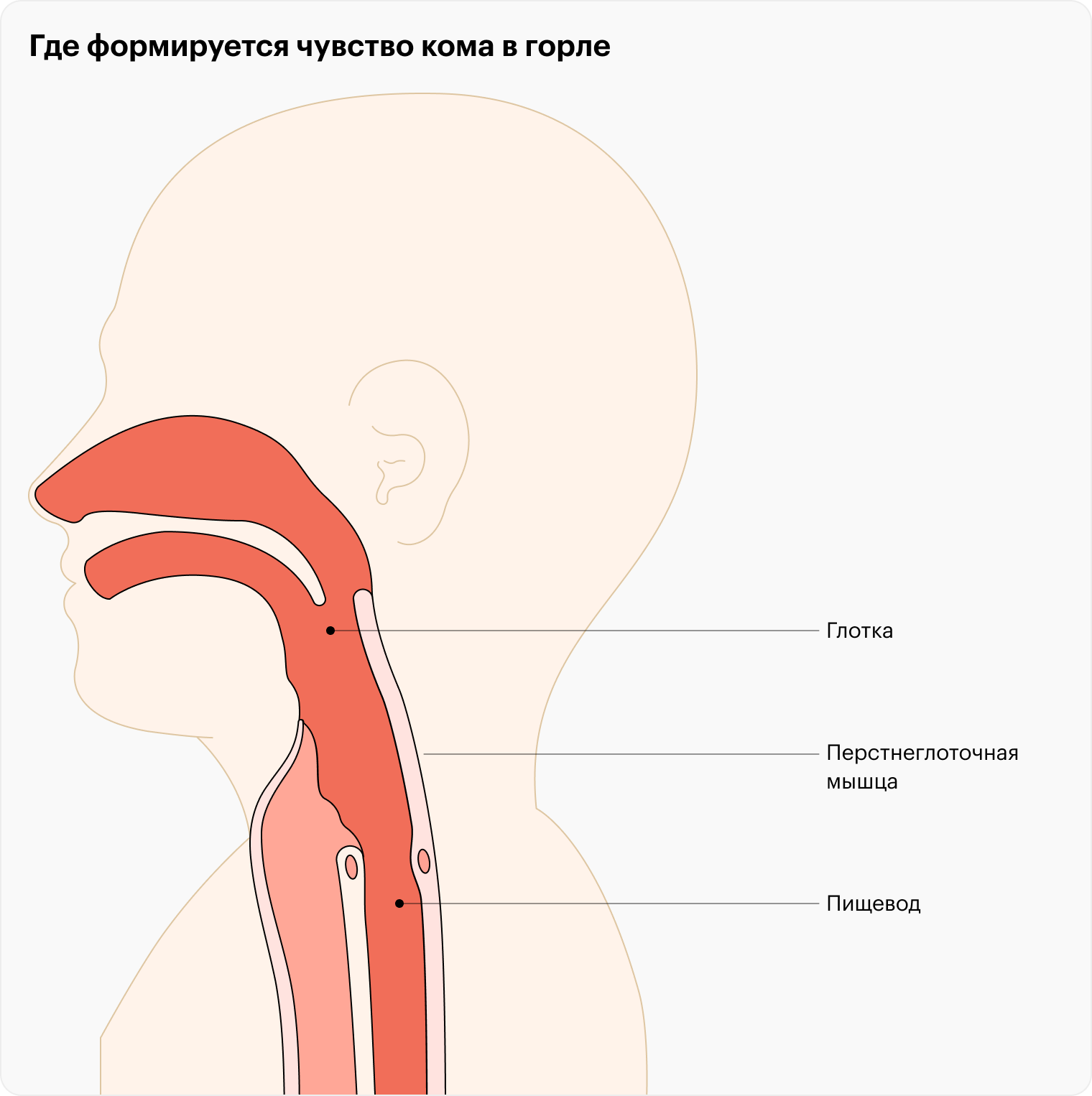 Перстнеглоточная мышца — часть другой мышцы, которую называют нижним констриктором, то есть сжимателем, глотки