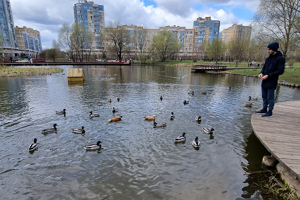 Рыжие в центре — огари