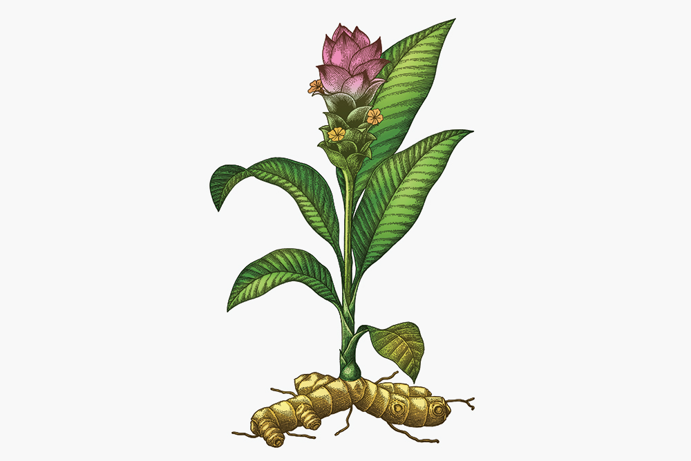 Curcuma longa. Источник: Channarong Pherngjanda / Shutterstock