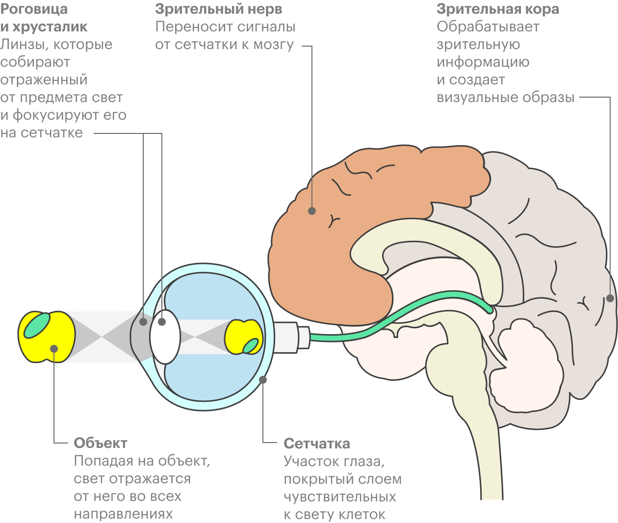 Отраженный от предметов свет фокусируется роговицей и хрусталиком, попадает на сетчатку и оттуда передается в зрительную кору головного мозга по зрительным нервам. Изображение, которое мы видим, создает не глаз, а мозг