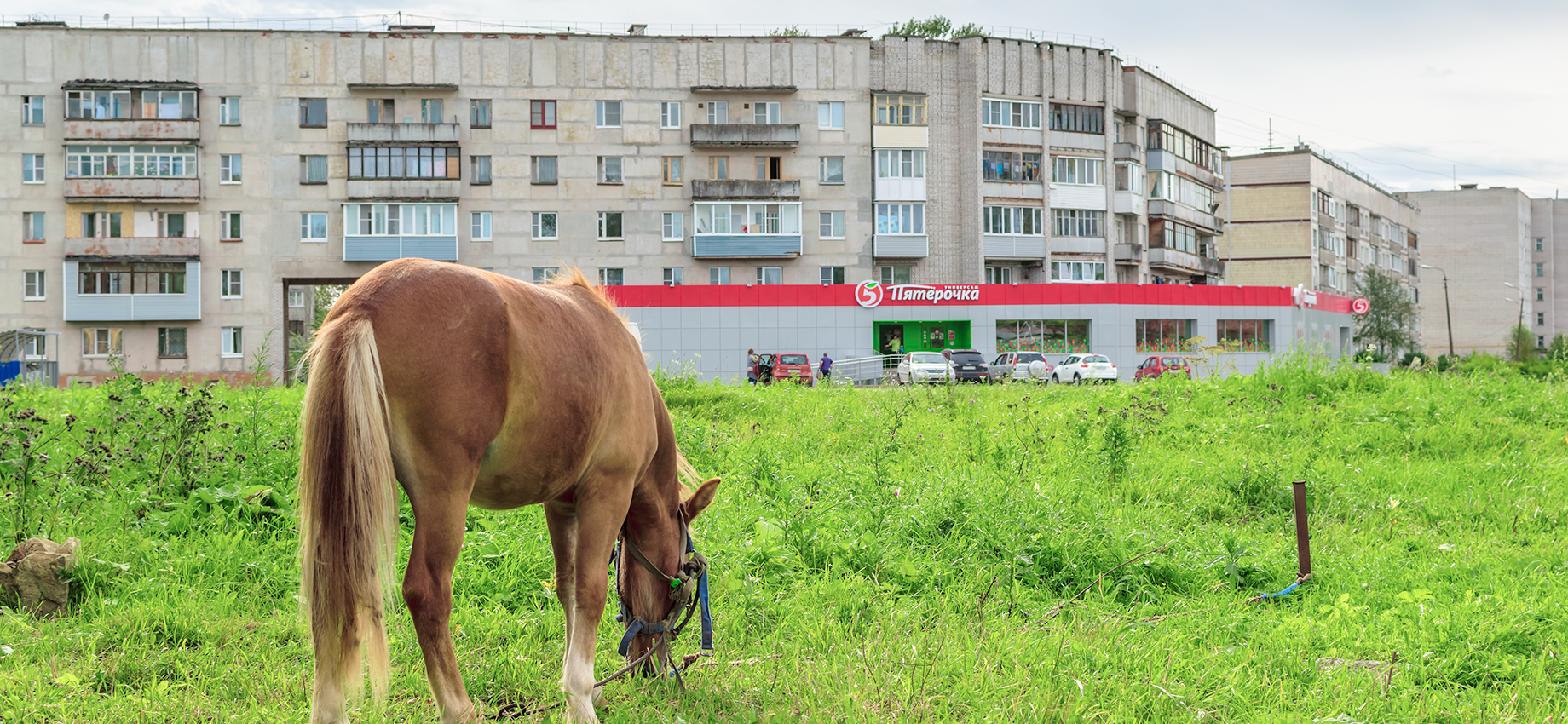 Продуктовый ретейл: сравниваем результаты X5 Group, «Магнит», Fix Price, «Лента» и «Окей»