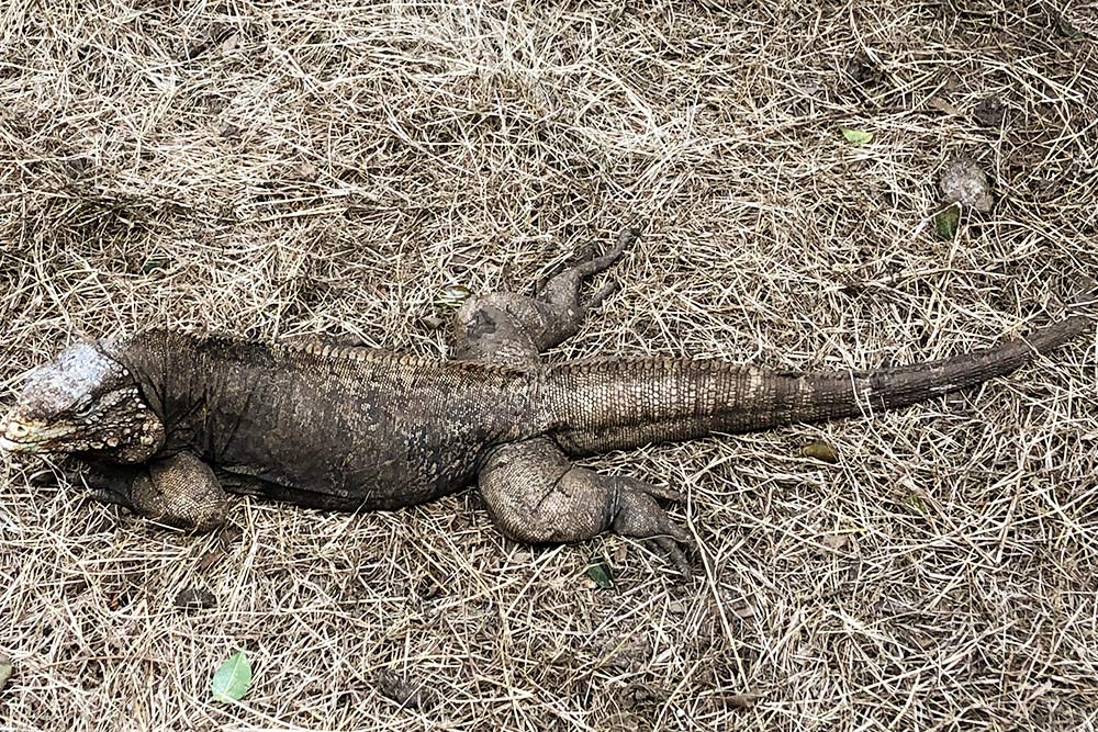 На Мартинике игуан я сфотографировать не успел: когда они пришли, я купался, а телефон с вещами лежал на берегу на другом конце пляжа. Это фото игуаны из парка дикой природы на Барбадосе. Там они содержатся в закрытом вольере, а на Мартинике у подножия форта свободно расхаживало с десяток таких вот красавцев