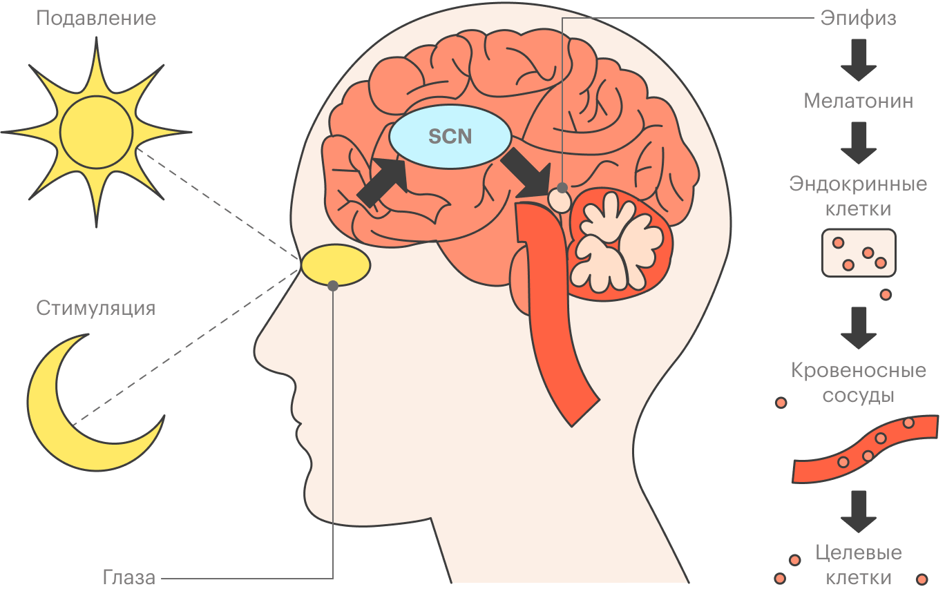 Глаза оповещают SCN о времени суток, и оно решает, пора ли эпифизу стимулировать мелатонин
