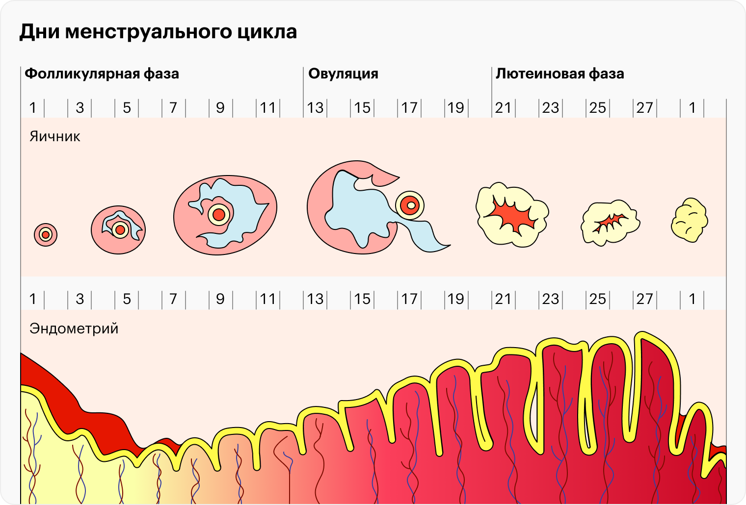 Фолликулярная, или пролиферативная, фаза заканчивается овуляцией. После нее начинается лютеиновая фаза — она длится 14 дней, а потом заканчивается менструацией