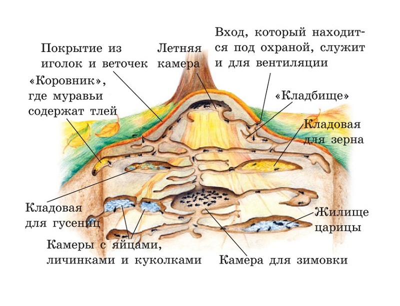 Жизнь муравьев очень организована и подчинена работе на воспроизводство. Источник: онлайн⁠-⁠энциклопедия Sitekid