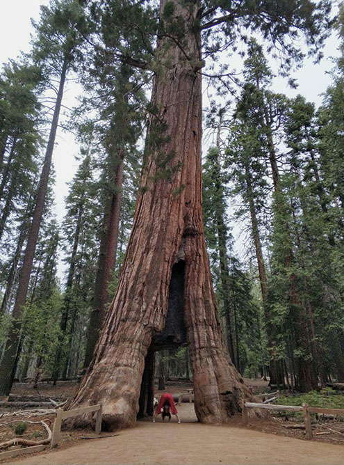 California Tunnel Tree — это дерево-туннель