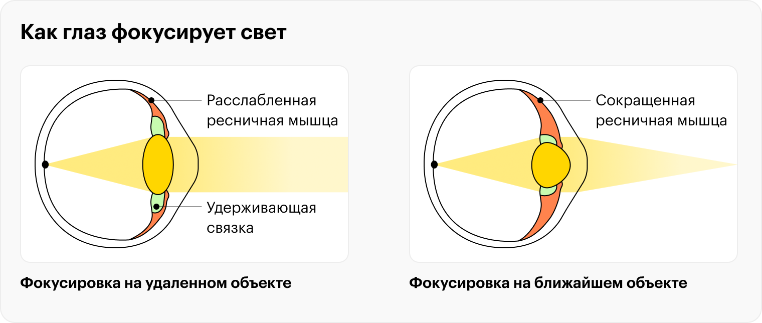 Чтобы сфокусировать на сетчатке параллельные лучи света, исходящие от удаленного объекта, цилиарная мышца расслабляется и растягивает хрусталик. А чтобы сфокусировать расходящиеся лучи от ближайшего объекта, цилиарная мышца напрягается и уплотняет хрусталик