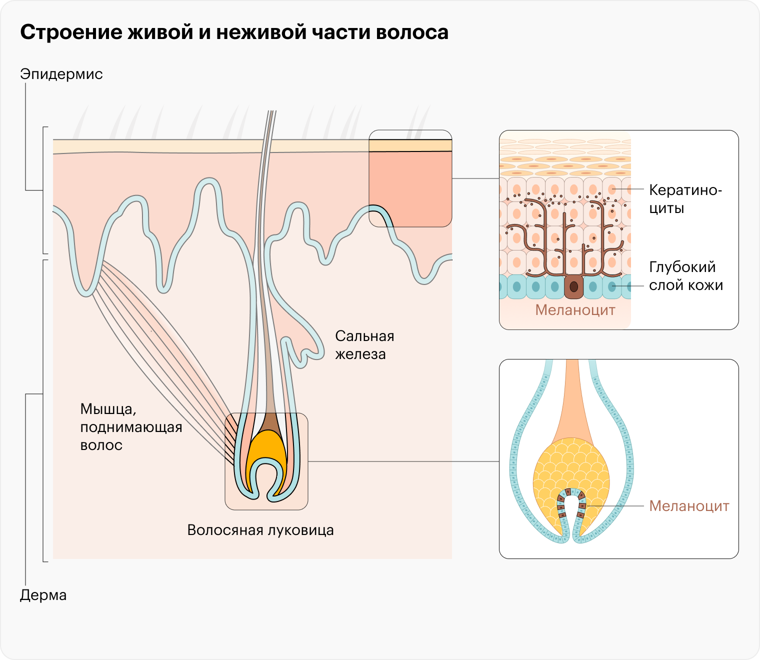 Меланоциты находятся не только в фолликуле, но и в глубоких слоях кожи. Пигмент, который они вырабатывают, придает цвет волосяному стержню и поверхностным слоям кожи