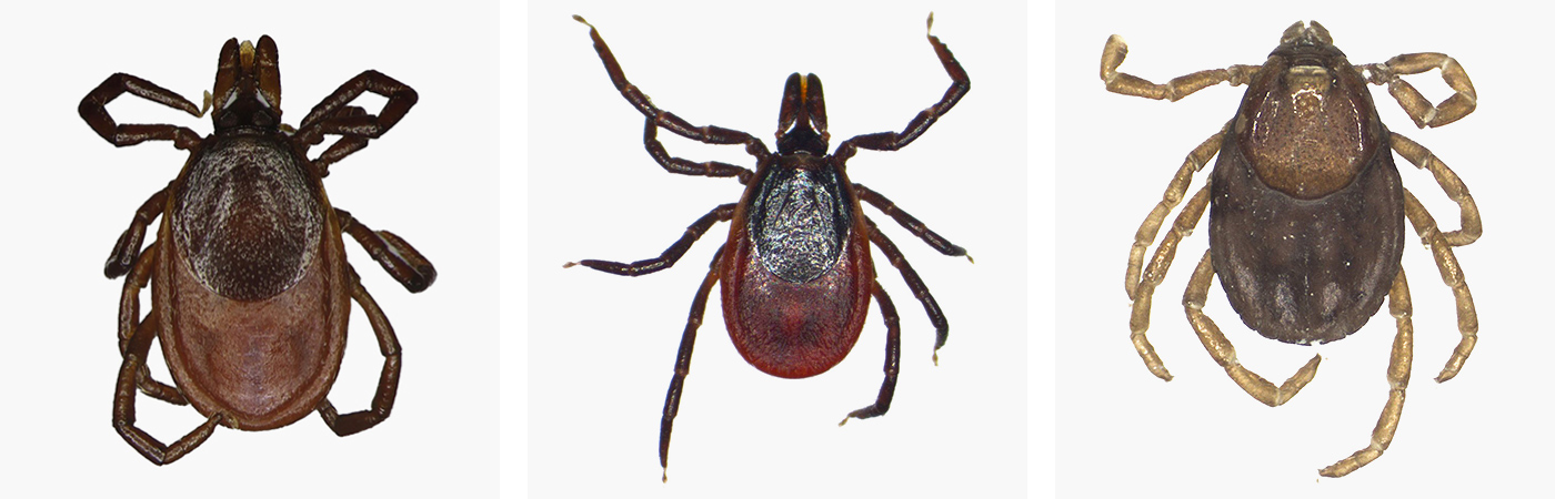 Слева: таежный клещ Ixodes persulcatus. Посередине: лесной клещ Ixodes ricinus. Справа: собачий клещ Rhipicephalus sanguineus, который не переносит энцефалит и боррелиоз. Клещи размером всего 3⁠—⁠5 мм и очень похожи, так что отличать их друг от друга по внешнему виду умеют только специалисты-энтомологи. Источник: bristoluniversitytickid.uk