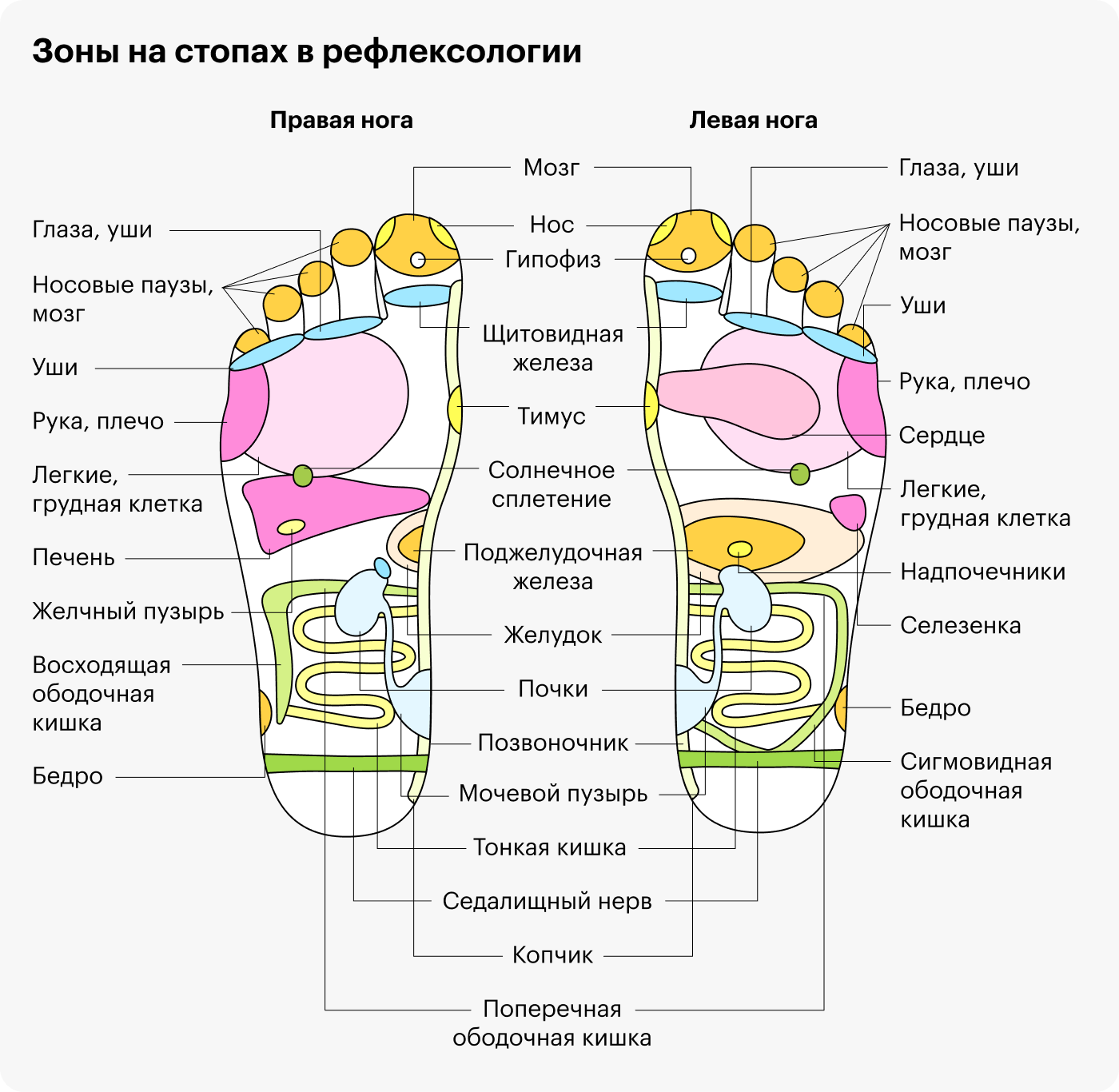 Согласно представлениям рефлексотерапевтов, воздействие на большой палец способно улучшить работу мозга в целом, гипофиза и щитовидной железы