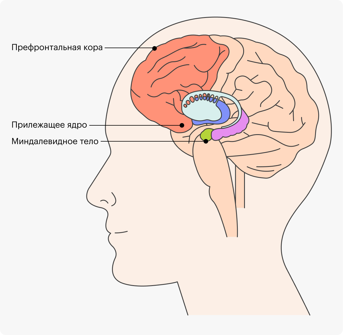 Префронтальная кора отвечает за рациональное поведение, а прилежащее ядро и миндалевидное тело — за импульсивное