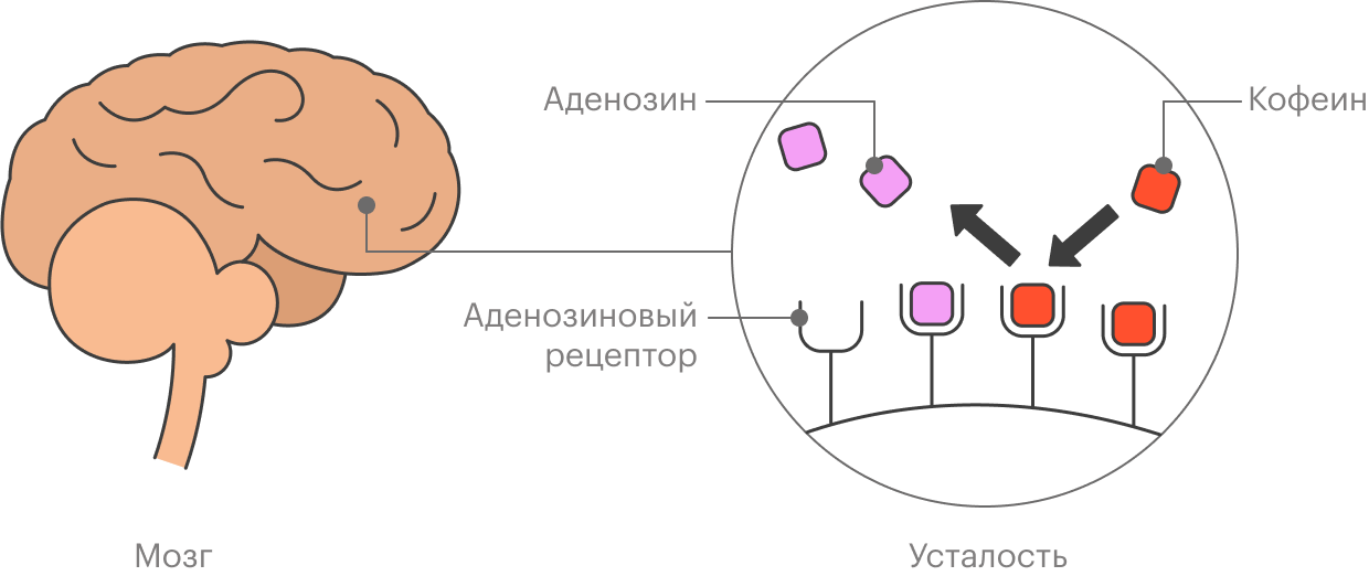 Кофеин связывается с аденозиновыми рецепторами и не дает мозгу отправлять нас на боковую