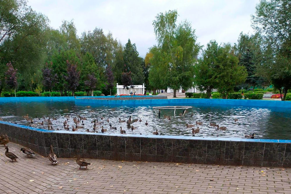 У каждого города свои «голуби», в Твери это утки. Пожалуйста, не кормите их хлебом — это вредно для птиц. Лучше купите простой овсянки