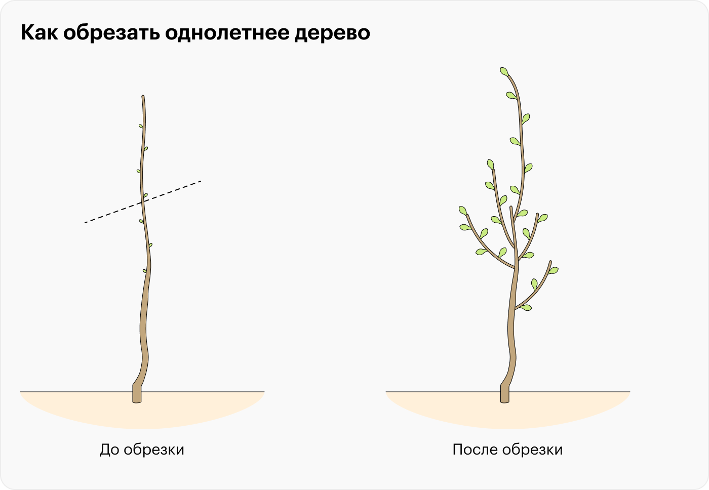 Пример, когда однолетнее дерево надо обрезать (слева). На рисунке справа показано, как оно может расти после обрезки