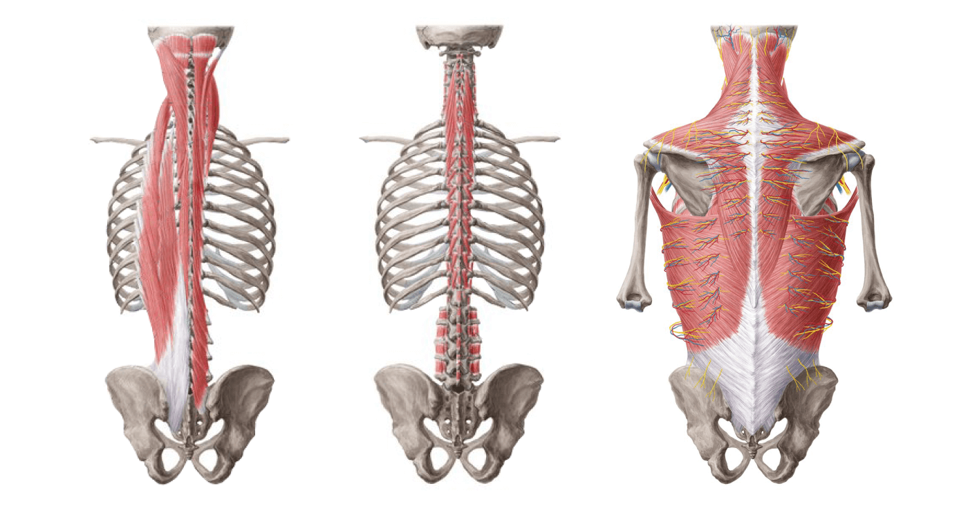 Мышцы спины расположены послойно. Глубоко расположенные мышцы соединяют позвонки друг с другом, а широкие поверхностные мышцы обеспечивают движение и формируют спину