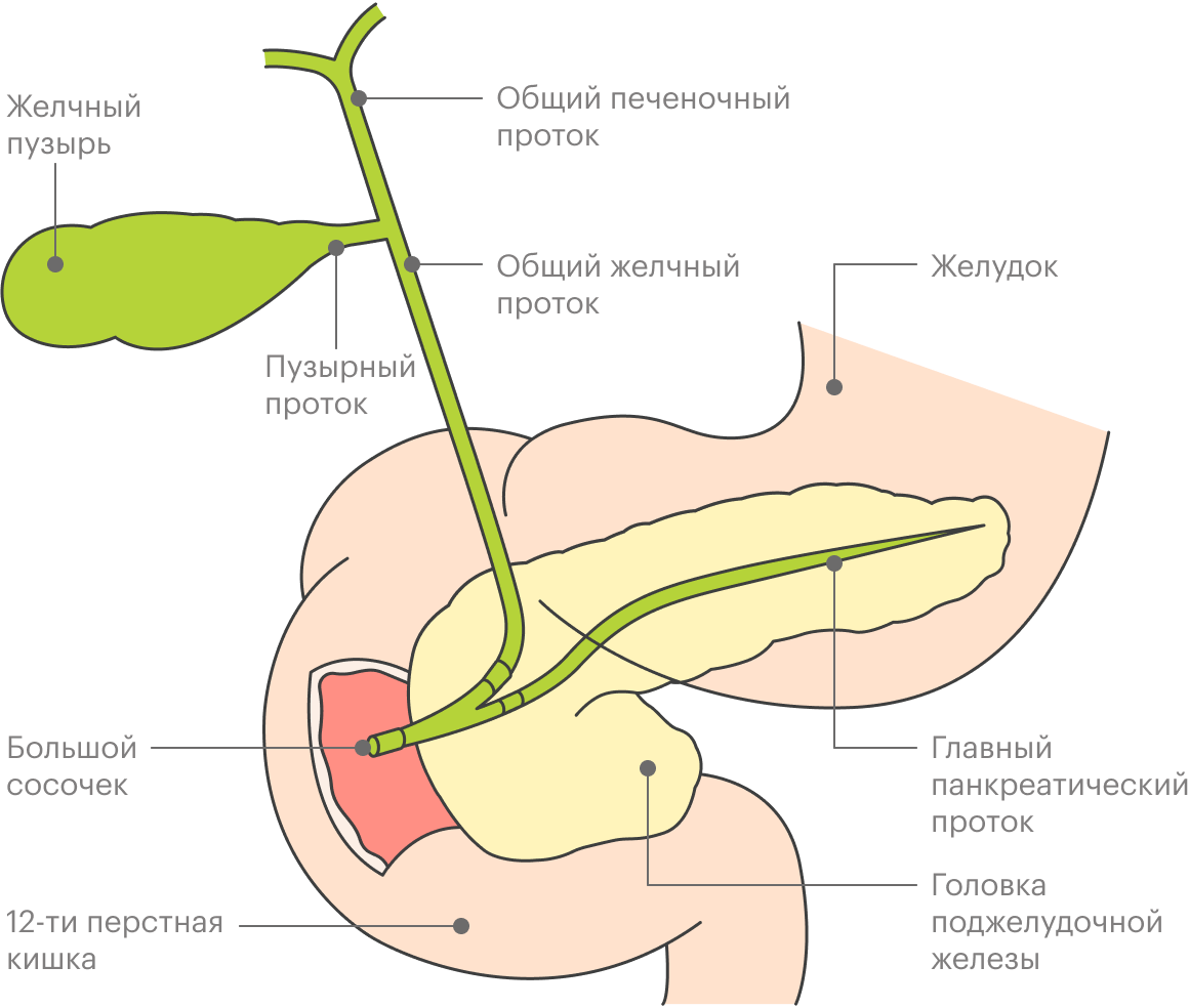 Желчный проток соединяется с протоком поджелудочной железы и впадает в 12⁠-⁠перстную кишку