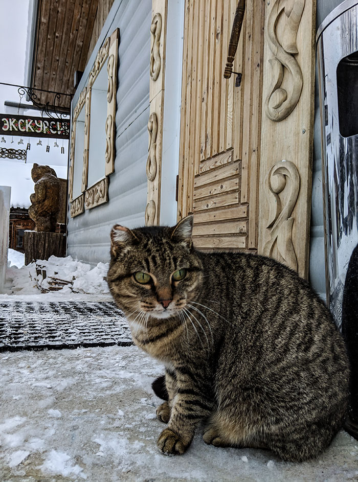 С нами по парку гулял местный брутальный кот