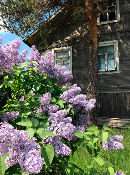 Это фото сделано в петрозаводском районе Соломенное. Отъехав немного от центра города, можно оказаться в настоящей деревне со старыми домами и буйной сиренью во дворах