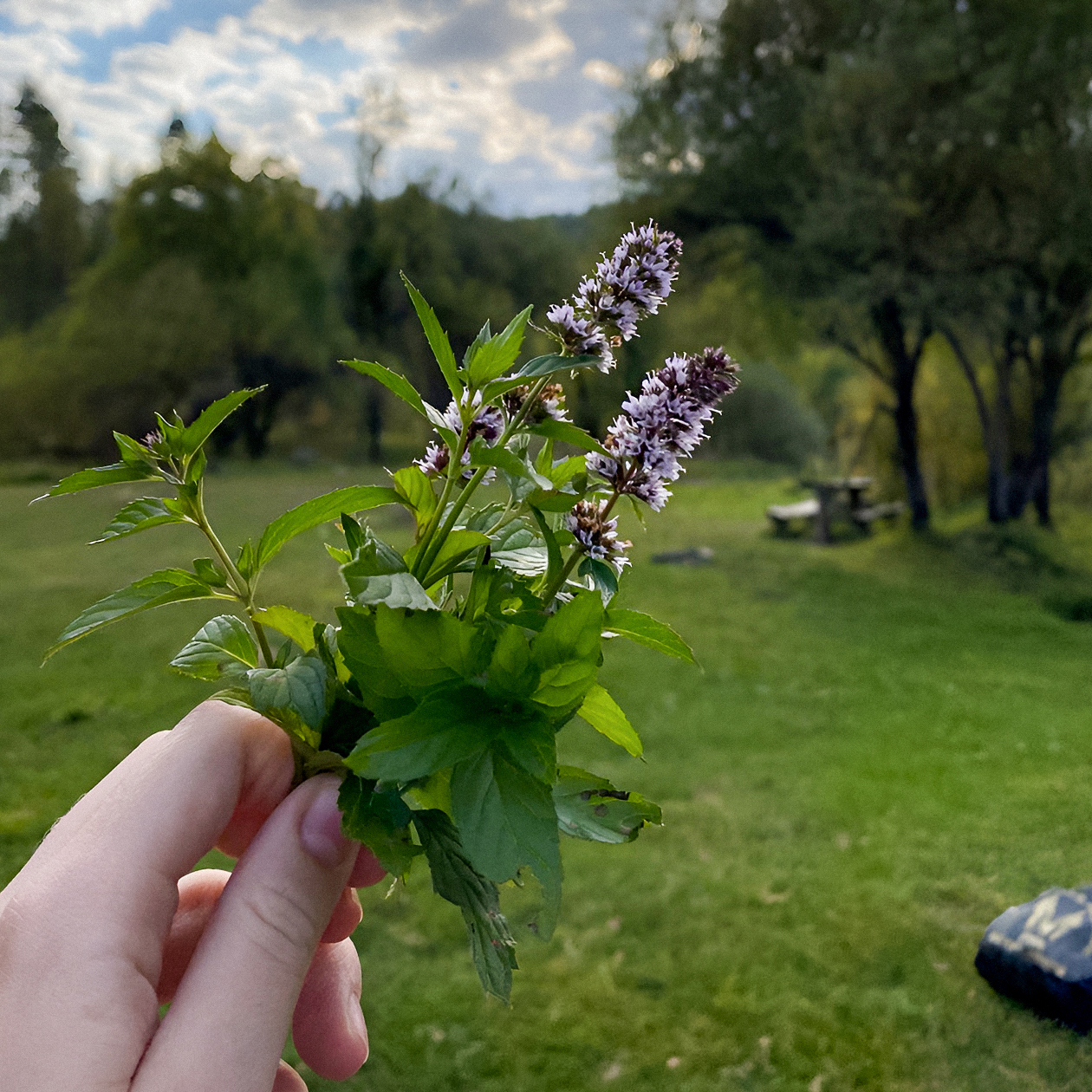 Ароматные цветки мяты