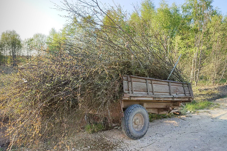 Это прицеп трактора, загруженный деревьями с нового участка