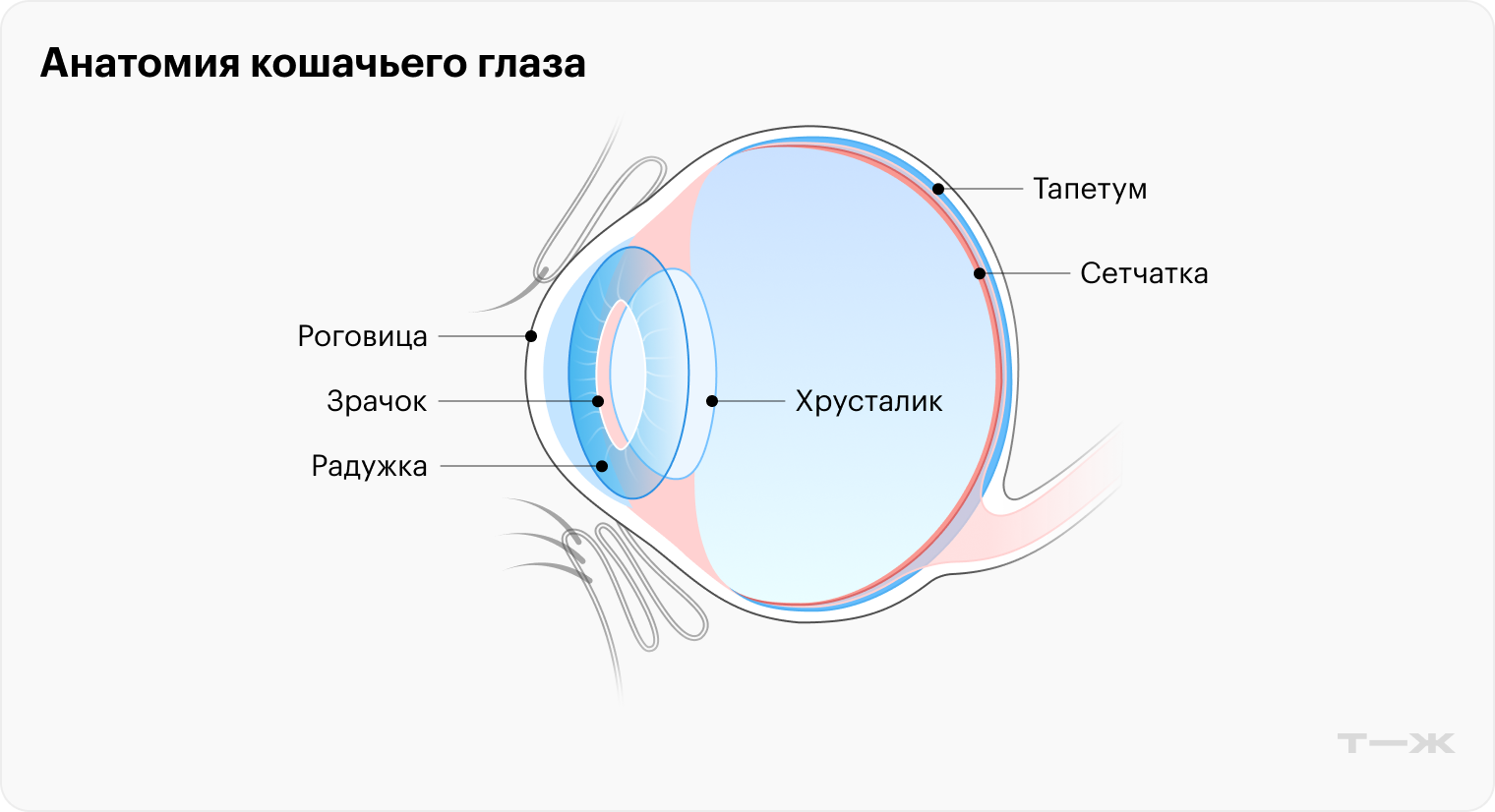 По конструкции глаза человека и кошки похожи. Но в кошачьем глазу есть тапетум — отражающий слой, который улучшает способность видеть в темноте. У человека такого слоя нет