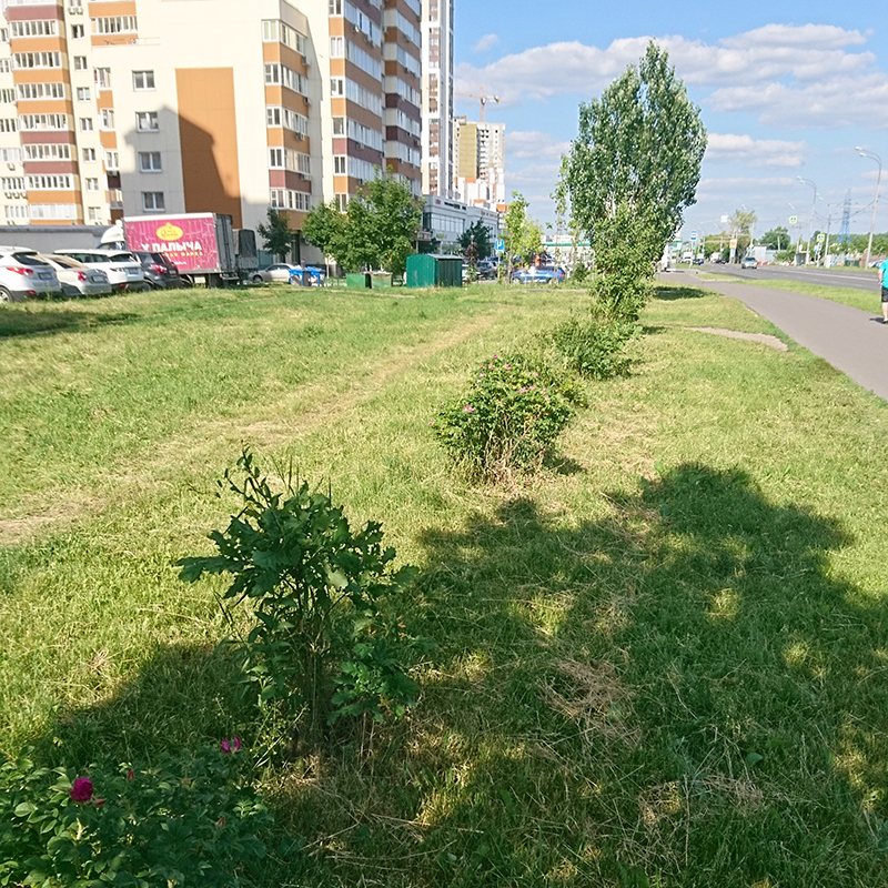 Кусты шиповника и дубы на муниципальной земле вдоль пешеходной дороги. Условия там экстремальные: беспощадное июльское солнце, незаботливые косильщики, неплодородная почва — глина со строительным мусором. Из⁠-⁠за этого шиповник растет медленно