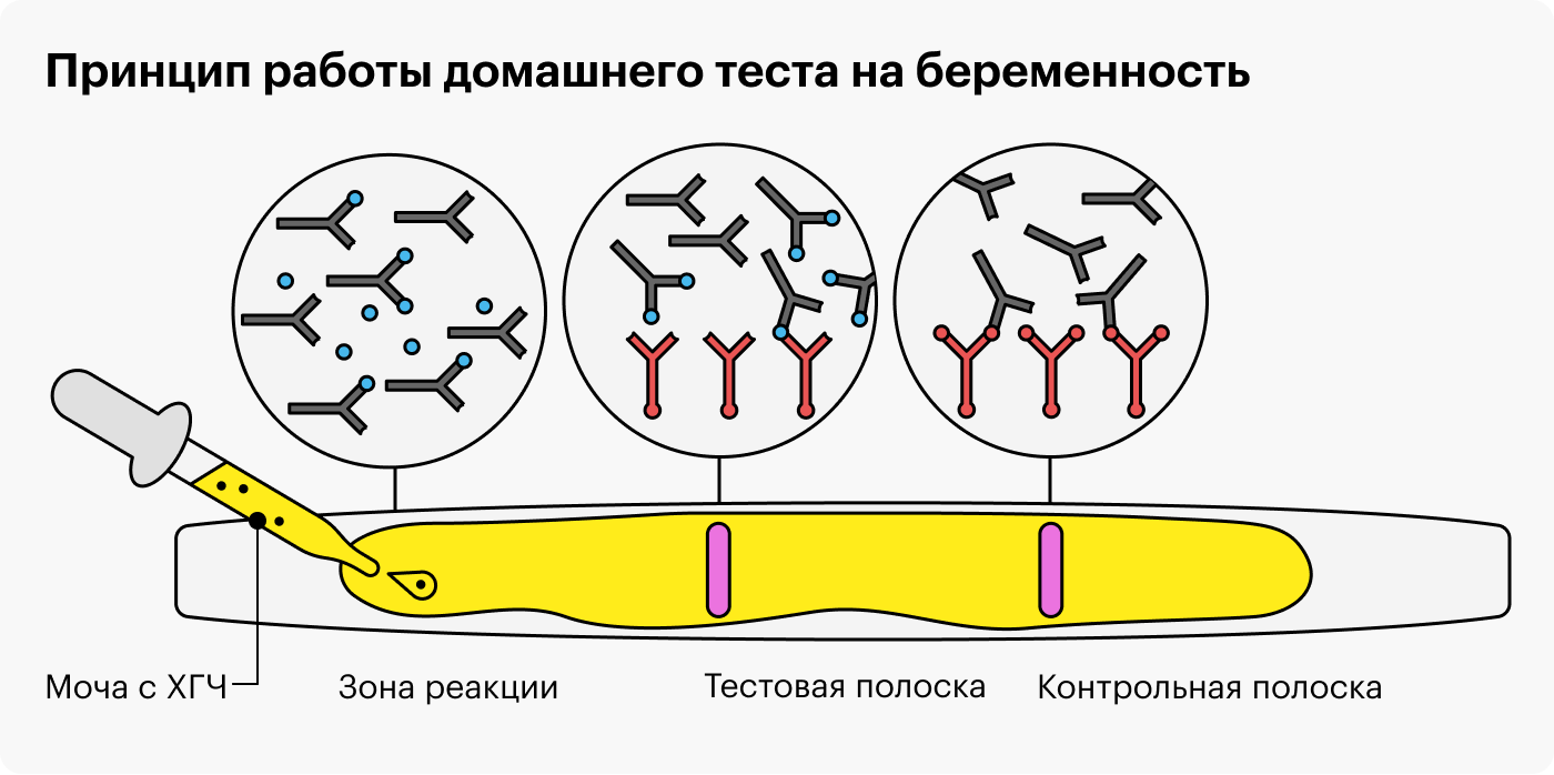 Так работают домашние тесты на беременность: в зоне реакции ХГЧ связывается с окрашенными комплексами, потом они оседают в тестовой зоне. А в зоне контроля оседают частицы окрашенного белка