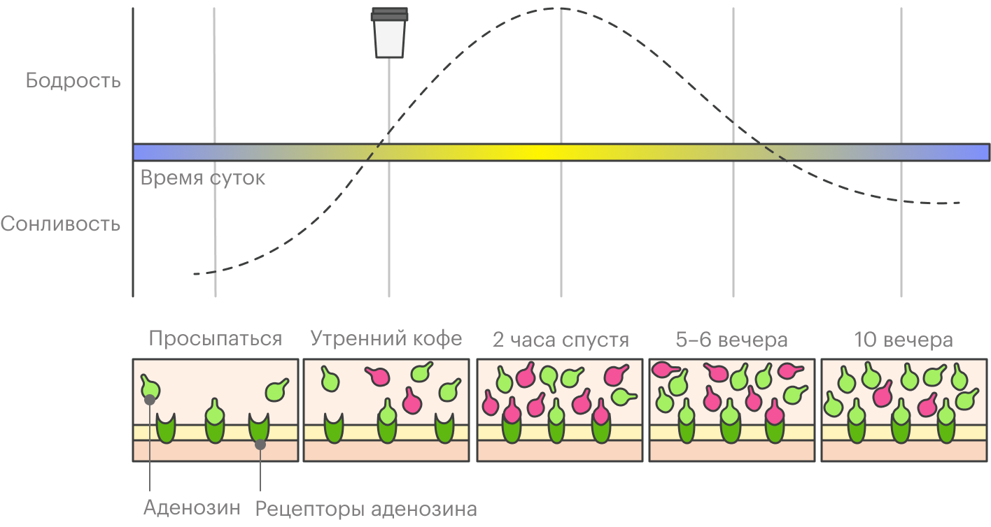 На графике видно, что кофе придает больше всего бодрости через два часа после того, как мы его выпьем