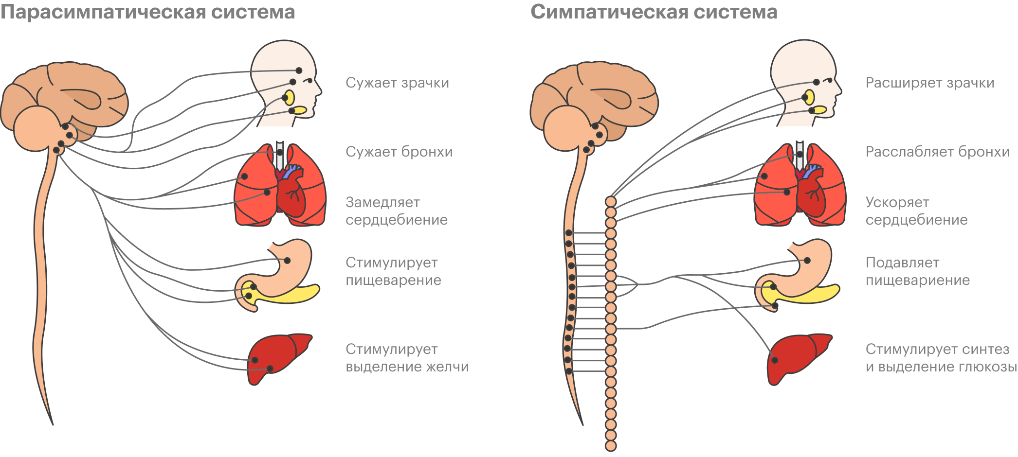Парасимпатическая нервная система помогает нам расслабиться, а симпатическая нас мобилизует
