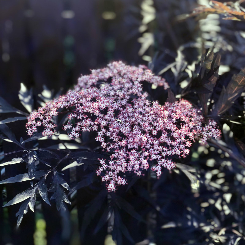 Кружевная бузина черная Black Lace. Фото: Rachilli / Unsplash