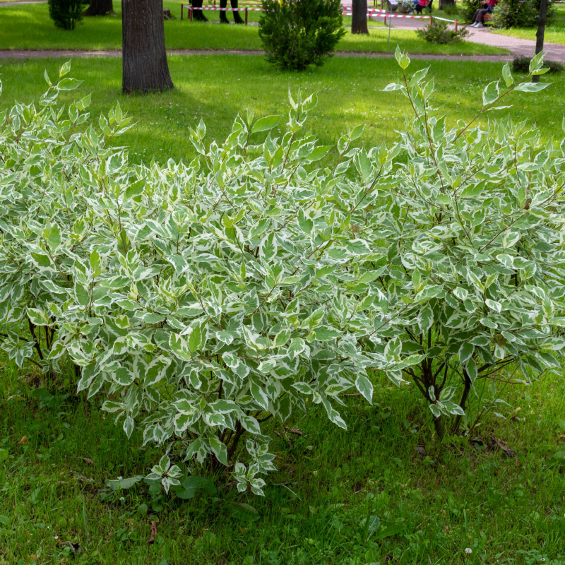 Дерен белый Elegantissima — один из наиболее ценных сортов. Фото: lubov62 / Shutterstock